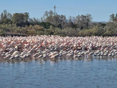 a large flock of birds standing in the water at Edificio El Sol in Cullera