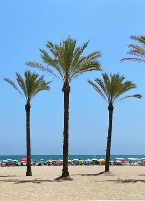 three palm trees on a beach with umbrellas at NEW STYLISH BEACH FRONT APARTMENT in Cullera
