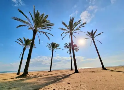 a group of palm trees on a sandy beach at ROSA in Llaurí