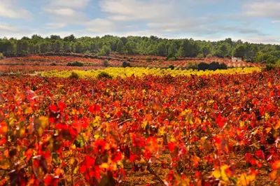 a field of red and yellow flowers in a field at Apartamentos Bobal Requena in Requena