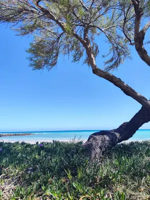 a pine tree on the beach at Apartamento Analema con piscina wifi y aire acondicionado in Moncófar