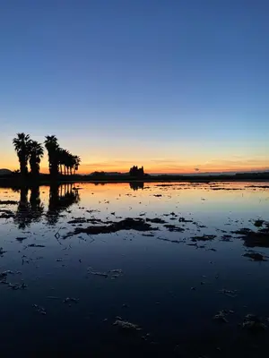 a group of palm trees on a beach at sunset at Casa con jacuzzi y piscina con vistas al castillo in Corbera de Alcira