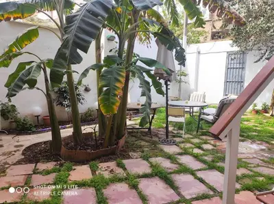 a banana tree in a garden with a table and chairs at Precioso apartamento con a/a en Ruzafa con terracita privada y acceso a un jardín, para 2-3 personas in Valencia