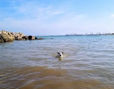 a dog swimming in a body of water at Precioso apartamento en Canet d,en Berenger in Canet de Berenguer
