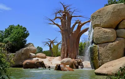 a group of elephants in the water near a waterfall at Espectacular Loft Piscina y Terraza - Roig Arena - Las Ciencias - Ruzafa - Valencia Centro in Valencia
