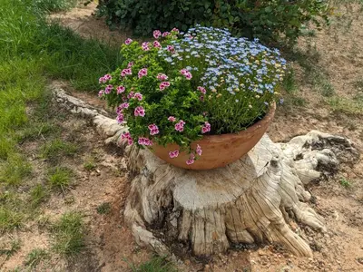a pot of flowers sitting on top of a tree stump at Buen Estar, piscina, barbacoa, jacuzzi en Valencia in Turís