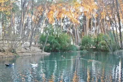 a group of ducks swimming in a pond with trees at District Key - Lliria, Santisima Sangre in Lliria