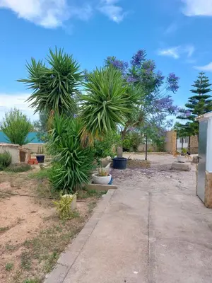 a garden with palm trees in pots on a sidewalk at les berreries in Montroy