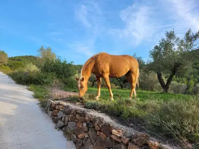 a brown horse eating grass next to a stone wall at Masia de Matuta in Vall de Almonacid