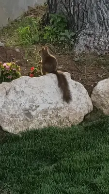 a squirrel sitting on top of a rock at Ca la Yaya in Lliria