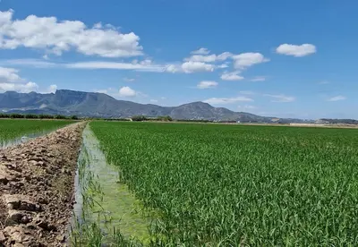 a field of green crops with mountains in the background at Ca les Rinconetes in Riola