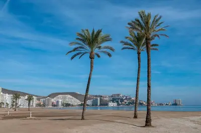 two palm trees on a beach near the water at Apartamento Arenal 1a Linea de Playa in Cullera