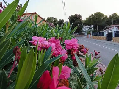 a bunch of pink flowers on the side of a road at Gilet senderismo bici parking 20 min Valencia in Gilet