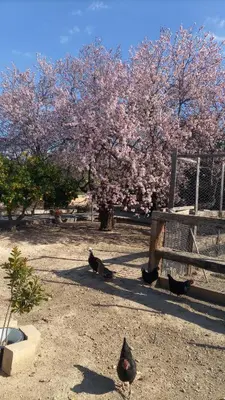 a group of birds sitting in the dirt near a fence at La Traviesa in Soneja