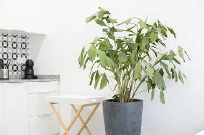 a plant in a black pot in a kitchen at NEW BEACH Flats Valencia 2 in Valencia