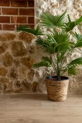 a potted plant sitting on a floor next to a brick wall at Las Golondrinas Experiencia Rural in Quesa