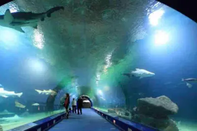 a group of people walking through a large aquarium at Apto ruzafa patio center science oceanografic in Valencia