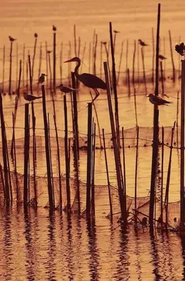 a group of birds standing in the water at ruzafa oceanograf science center in Valencia