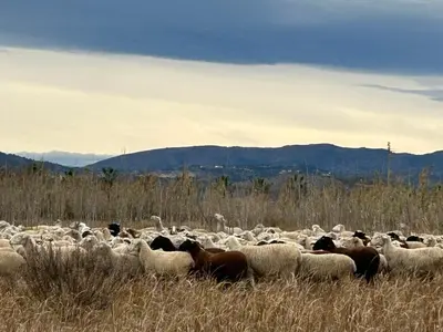 a herd of sheep standing in a field at Mi refugio en la playa in Moncófar