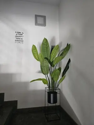 a plant in a black vase in a room at Hostal Casa Sifre in Villanueva de Castellón