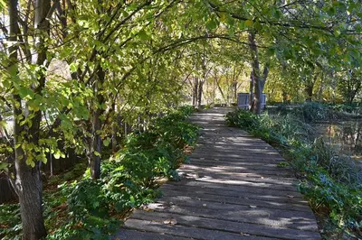 a wooden path through a park with trees at Bonito apartamento en Valencia in Valencia