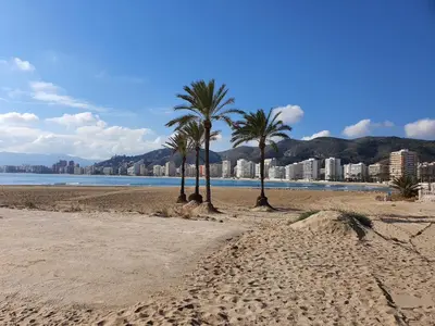 two palm trees on a beach with a city in the background at Edificio JUNIOR in Cullera