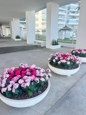 two large white bowls filled with pink and purple flowers at Luxury Canet in Canet de Berenguer