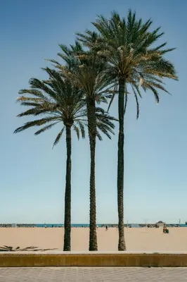 two palm trees on the beach at Travel Habitat Playa del Cabanyal in Valencia