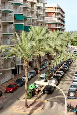 a row of palm trees in front of a parking lot at Cozy Seaside Apartment in Cullera in Cullera