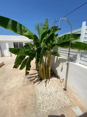 a palm tree on the side of a building at Villatella in Burriana