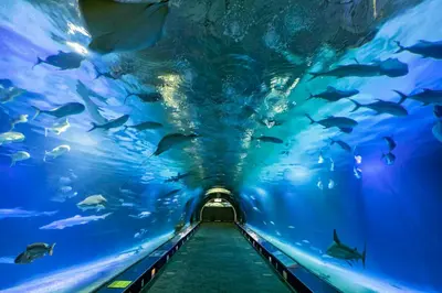 a tunnel in an aquarium filled with fish at Duplex-Port-Valencia in Valencia