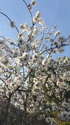 a tree with white flowers on it next to a fence at Villa Entre-Azahar, Tu refugio de tranquilidad in Lliria
