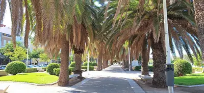a palm tree lined sidewalk with a parking meter at Apartamento con gran terraza frente al Mar playa Valencia in Valencia