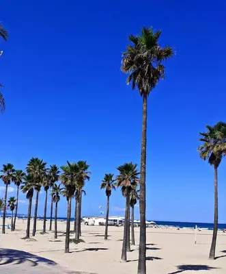a group of palm trees on the beach at La Llar de la Font in Barraca de Aguas Vivas