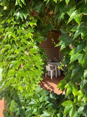 a large green hedge with a table in the background at Casa Enredadera in Mareny Blau