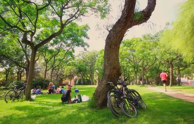 people sitting in a park with bikes parked next to a tree at Apartamento Alameda in Valencia