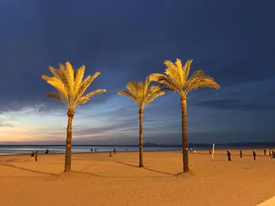 a group of palm trees on a beach at Florazar de Ensueño in Cullera