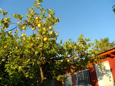 an orange tree in front of a building at Casa con jardín frente Playa de Burriana in Burriana