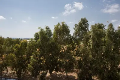 a row of trees in a field at SingularStays Puzol Beach VI in Puzol