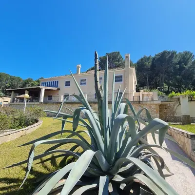 a plant in front of a house at El Collado in Cullera