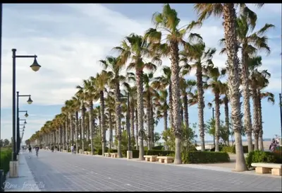 a row of palm trees on a sidewalk next to the beach at La casita azul de la playa in Valencia