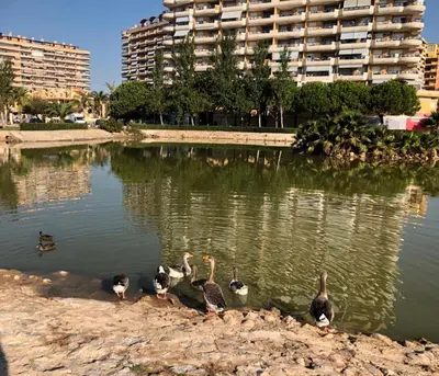a group of ducks in the water with a building at Retiro Playa y Spa in Tavernes de Valldigna