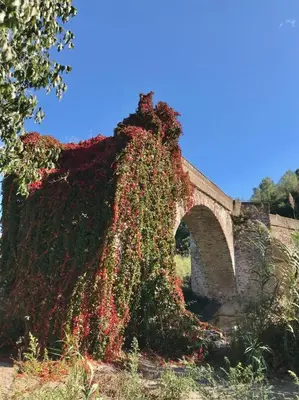 a bridge covered in ivy with a bunch of flowers at Alto Palancia Calle Progreso 25 Sot de Ferrer in Sot de Ferrer