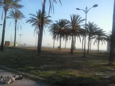 a group of palm trees in a park at Isabel in Valencia
