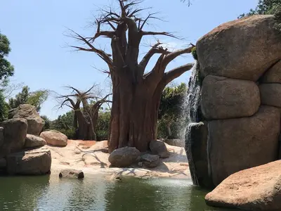 a tree in the middle of a pool of water at Cozy apartment in Valencia! WI-FI ! in Valencia
