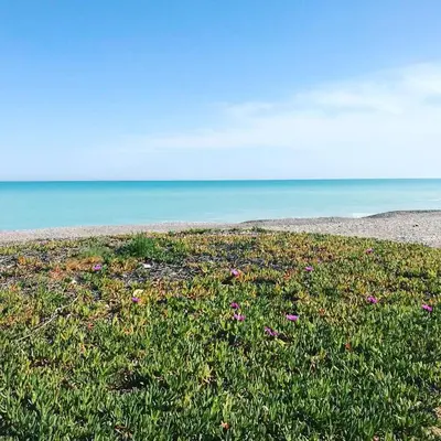 a field of flowers on a beach near the ocean at BEACH & SUN MONCOFA in Moncófar