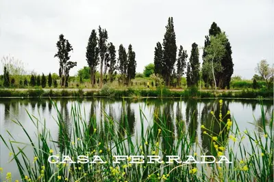 a pond with trees and yellow flowers and grass at Casa Ferrada in Burriana
