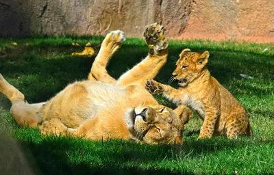 two lions playing in the grass in the grass at Bioparc Metro Valencia in Valencia
