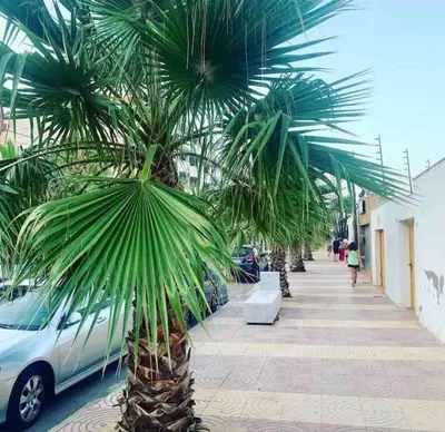 a palm tree on a sidewalk next to a car at The Apartment Olivia in Moncófar