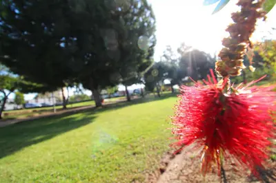a red flower on a tree in a park at Global Vacacional, Apartamento 2 dormitorios en Canet d'en Berenguer in Canet de Berenguer